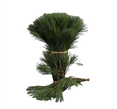 Pinus Strobus Bunch 60cm
