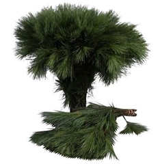 Pinus Strobus Bunch 35cm