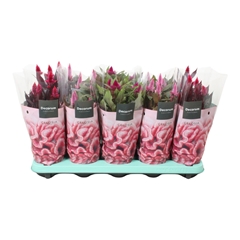 Celo Gem 12Ø 32cm