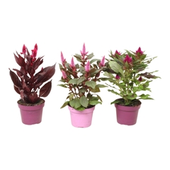 Celo Gem 12Ø 32cm