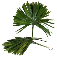 Chamaerops Sp. Blad 60cm