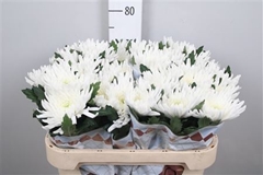 Chr G Topspin 70cm 80gram