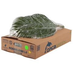 Phoenix Roebelinii 60cm