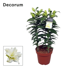 Lil Or Du Rl Zeta 19Ø 50cm