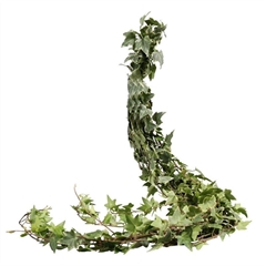 Hedera Other P Bs 80cm