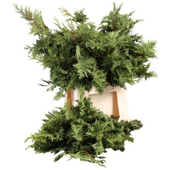 Thuja O Euro Gold Bs 40cm