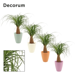 Beaucarnea Recur 12Ø 35cm