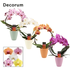 Phal Gem 2 Tak 12Ø 45cm