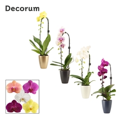 Phal Gem 2 Tak 12Ø 55cm