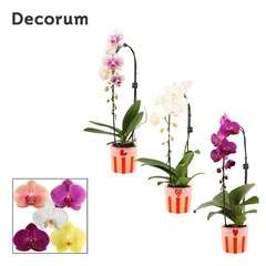 Phal Gem 2 Tak 12Ø 55cm