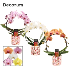 Phal Gem 2 Tak 12Ø 45cm