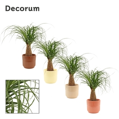 Beaucarnea Recur 12Ø 35cm