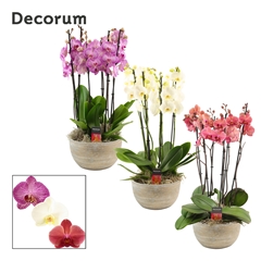 Phal Gem 2 Tak 27Ø 65cm