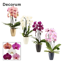 Phal Gem 2 Tak 12Ø 55cm