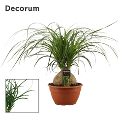 Beaucarnea Recur 20Ø 55cm
