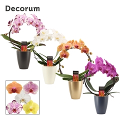 Phal Gem 2 Tak 12Ø 45cm