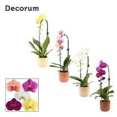 Phal Gem 2 Tak 12Ø 55cm