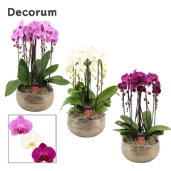 Phal Gem 2 Tak 27Ø 55cm