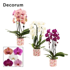 Phal Gem 2 Tak 12Ø 55cm