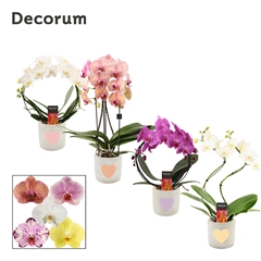 Phal Gem 2 Tak 12Ø 45cm