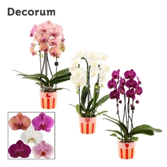 Phal Gem 2 Tak 12Ø 55cm