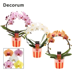 Phal Gem 2 Tak 12Ø 45cm