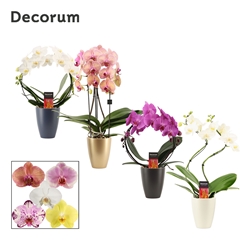 Phal Gem 2 Tak 12Ø 45cm