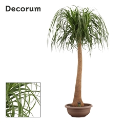 Beaucarnea Recur 45Ø 170cm
