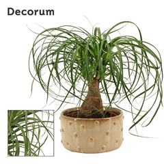 Beaucarnea Recur 16Ø 30cm
