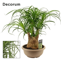 Beaucarnea Recur 25Ø 60cm