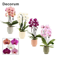 Phal Gem 2 Tak 12Ø 55cm