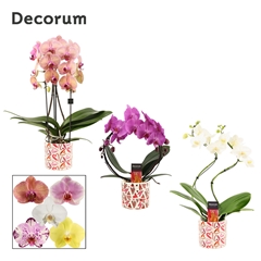 Phal Gem 2 Tak 12Ø 45cm