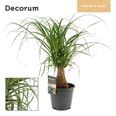 Beaucarnea Recur 14Ø 40cm