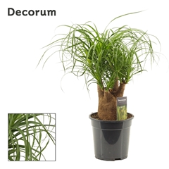 Beaucarnea Recur 19Ø 45cm