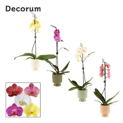 Phal Gem 2 Tak 12Ø 65cm