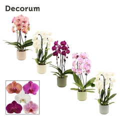 Phal Gem 2 Tak 12Ø 55cm
