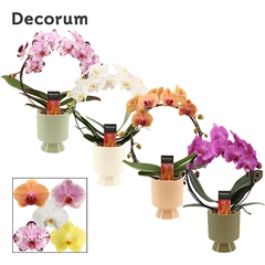 Phal Gem 2 Tak 12Ø 45cm