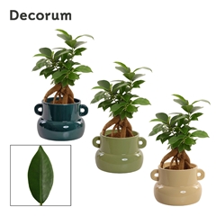 Fic Mi Ginseng 9Ø 20cm