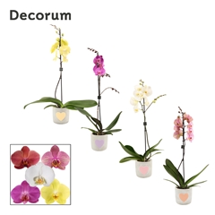 Phal Gem 2 Tak 12Ø 65cm