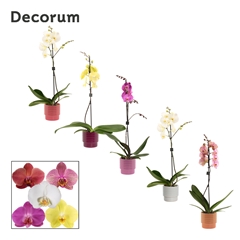 Phal Gem 2 Tak 12Ø 65cm