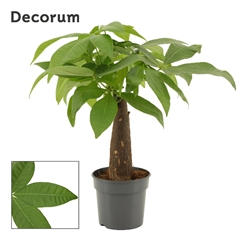 Pachira Aquatica 9Ø 28cm
