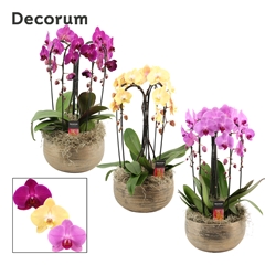 Phal Gem 2 Tak 27Ø 55cm