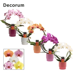 Phal Gem 2 Tak 12Ø 45cm