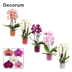 Phal Gem 2 Tak 12Ø 55cm
