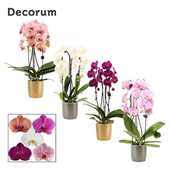 Phal Gem 2 Tak 12Ø 55cm
