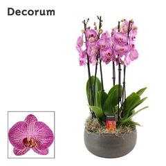 Phal Ov Paars 27Ø 65cm