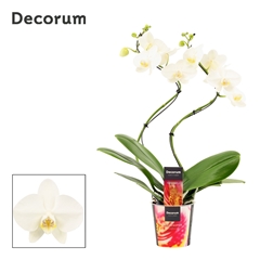 Phal Ov Wit 12Ø 50cm