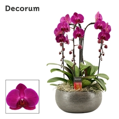 Phal Ov Paars 27Ø 55cm
