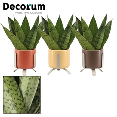 Sansev Zeylanica 6Ø 15cm