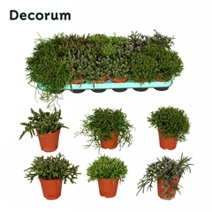 Rhipsalis Gemengd 9Ø 15cm